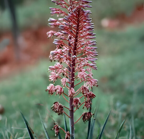 Eremūrs 'Cristatus'